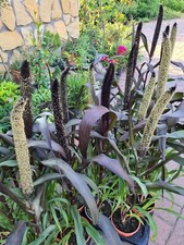 Pearl millet perlhirse 25 - pearl,