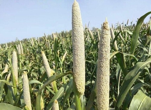 Okashana pearl millet - okashana,