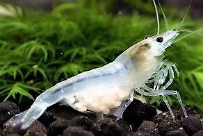 Crevette white pearl - white,