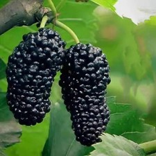 Mûrier black round pearl - mûrier, pearl'